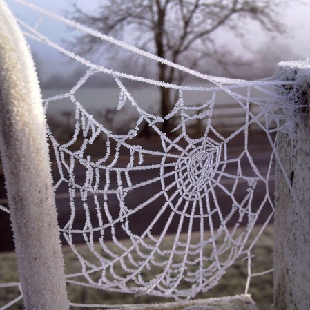 frosty-web-silence-the-last-krystallos