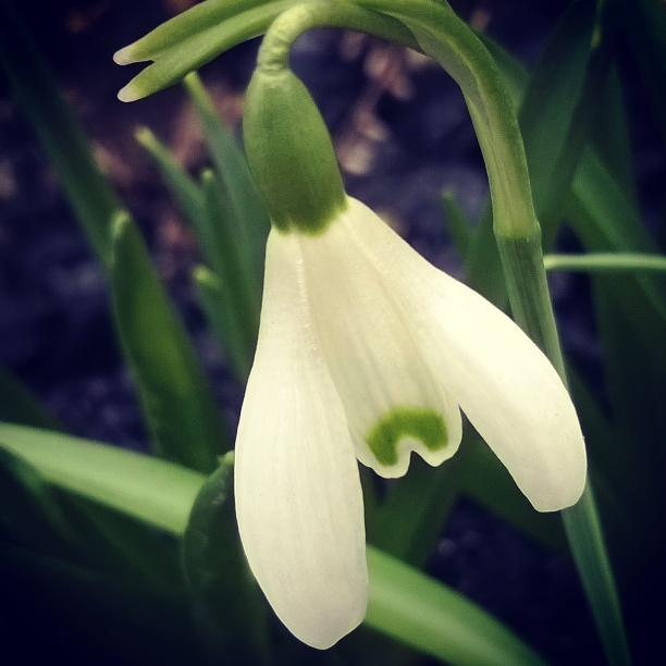snowdrop, ten winter wonders of nature, the last krystallos,