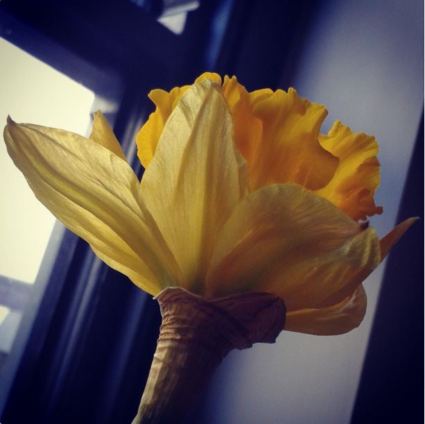 daffodils, ten winter wonders of nature, the last krystallos,