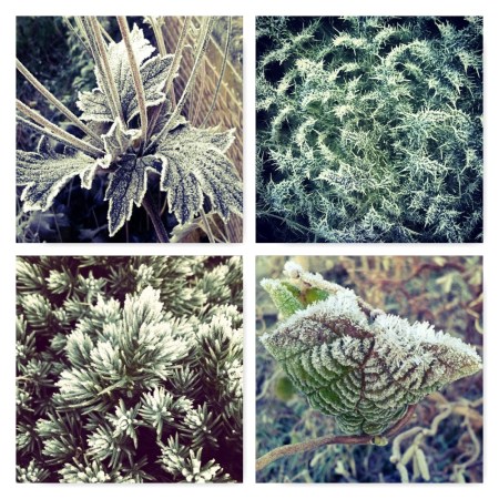 frost evergreens, ten winter wonders of nature, the last krystallos,