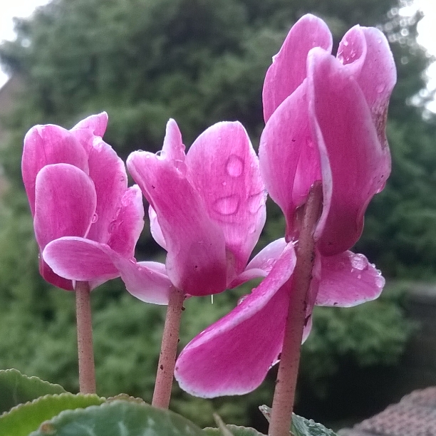 cyclamen, ten winter wonders of nature, the last krystallos,