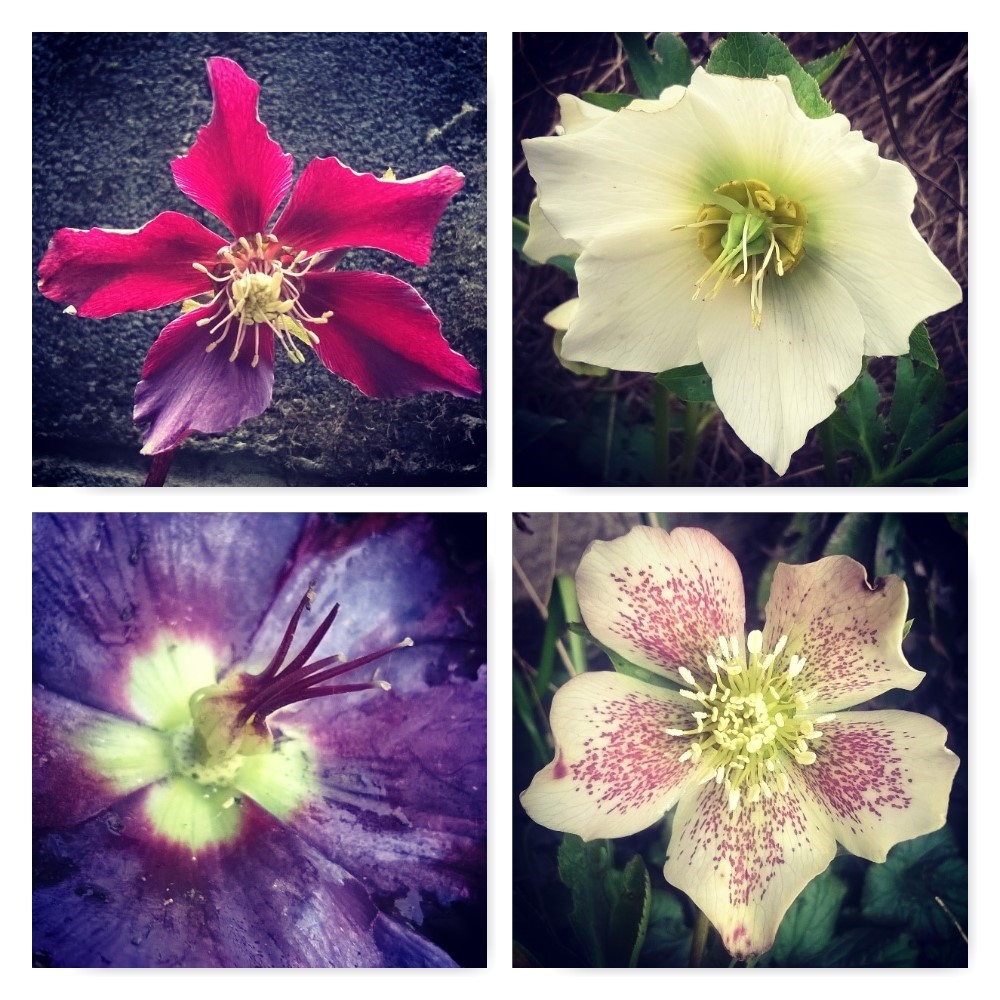 hellebore, ten winter wonders of nature, the last krystallos,