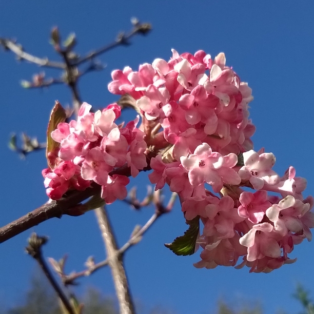 Viburnum Bodnantense Dawn, ten winter wonders of nature, the last krystallos,
