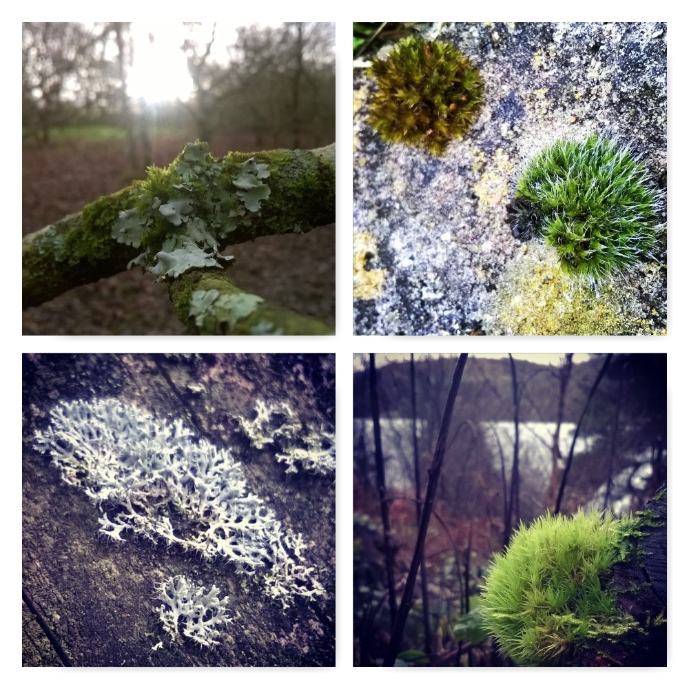 moss and lichen, ten winter wonders of nature, the last krystallos,