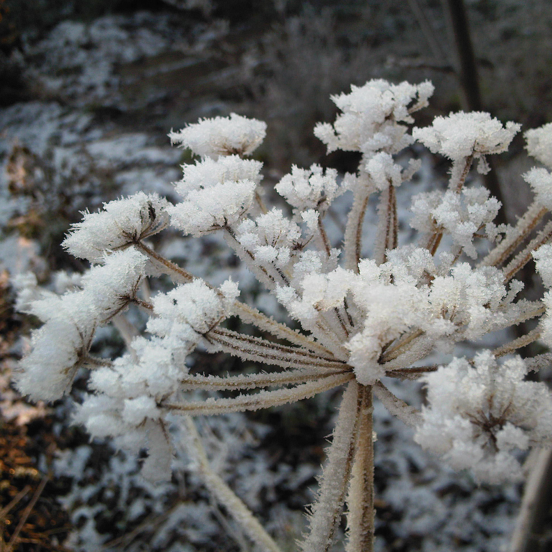 bronze fennel, frosted fennel, fennel seedhead, ten winter wonders of nature,the last krystallos,