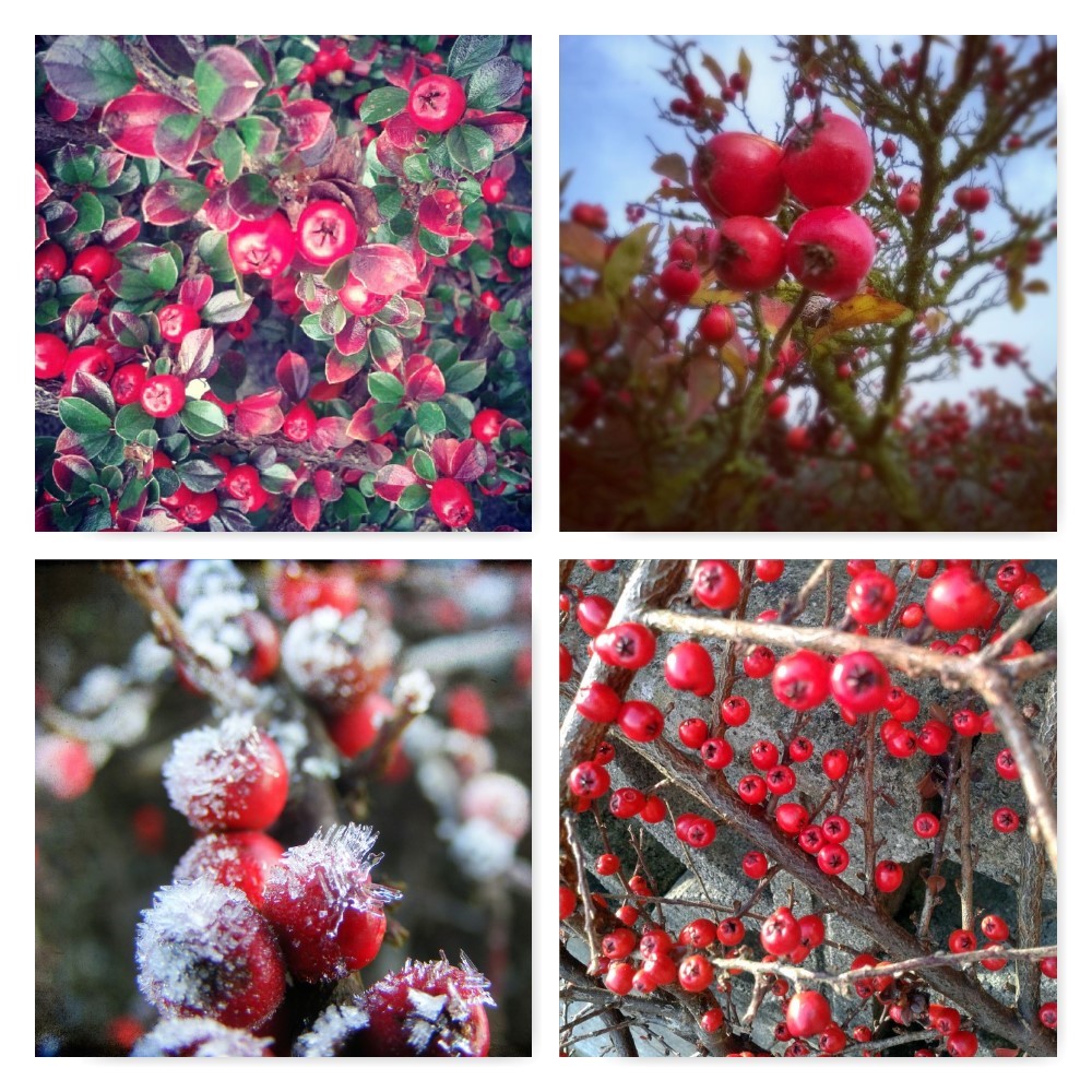 red berries, cotoneaster, ten winter wonders of nature,the last krystallos,