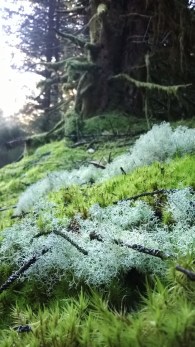 Brechfa Forest - Gathering Moss | The Last Krystallos