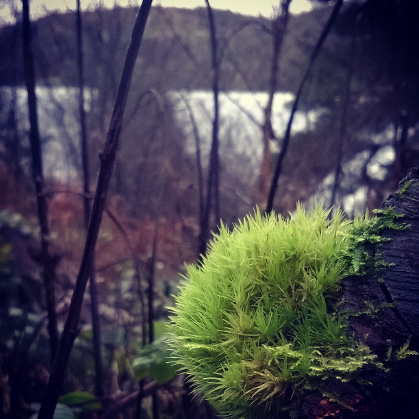 Elan Valley - Haircap Moss | Gathering Moss | The Last Krystallos