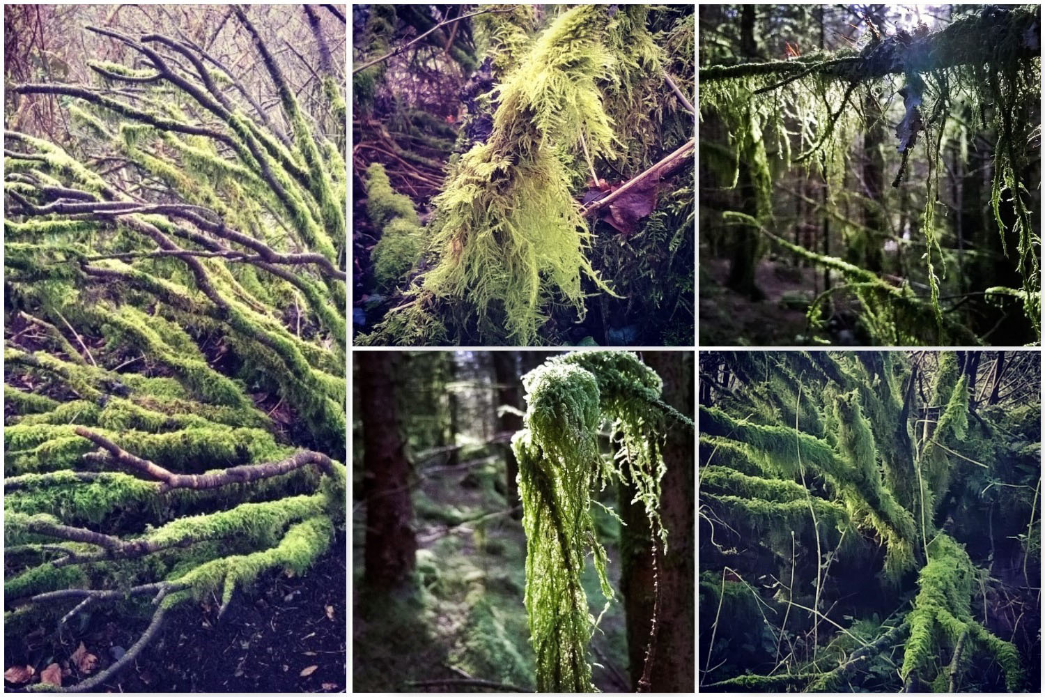 Brechfa Moss - Gathering Moss | The Last Krystallos