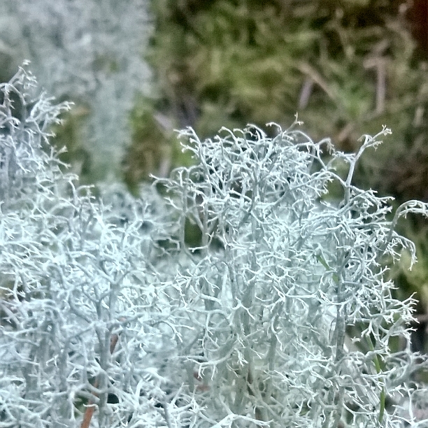 Reindeer Moss - Gathering Moss | The Last Krystallos