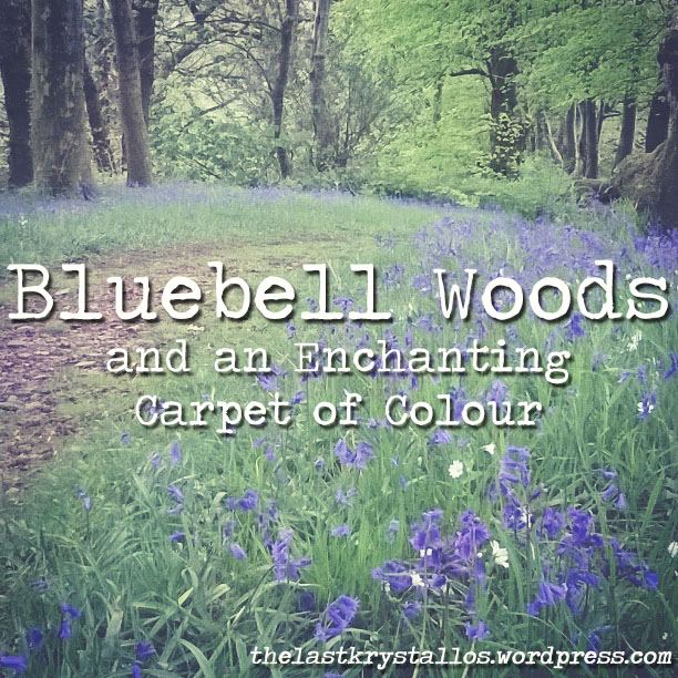 Bluebell Woods and an Enchanting Carpet of Colour