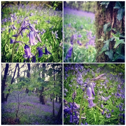 bluebells-green-castle-woods-the-last-krystallos-four