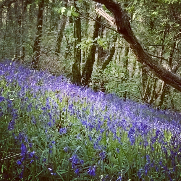 bluebells-green-castle-woods-the-last-krystallos
