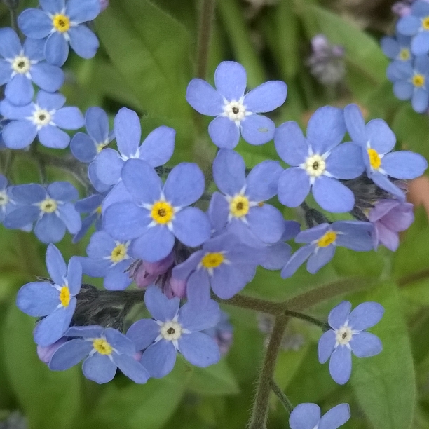 forget-me-nots, the last krystallos, alzheimer's awareness,