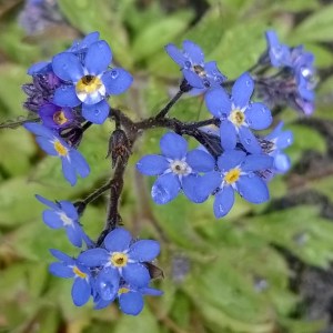 forget-me-nots, the last krystallos, alzheimer's awareness,