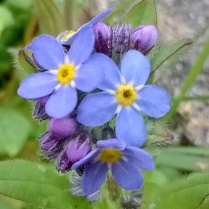forget-me-nots, the last krystallos, alzheimer's awareness week,