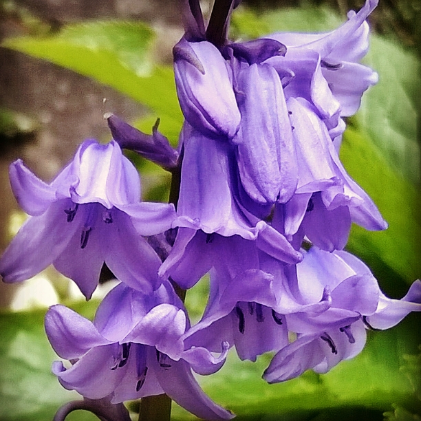 spanish-bluebells-lisa-shambrook-the-last-krystallos