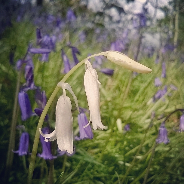 whitebells-bluebells-lisa-shambrook-green-castle-woods-carmarthen