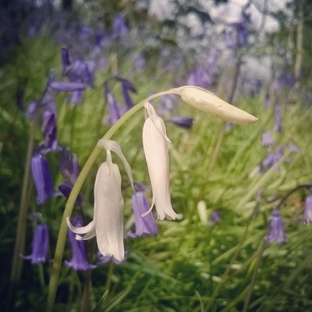 whitebells-bluebells-lisa-shambrook-green-castle-woods-carmarthen