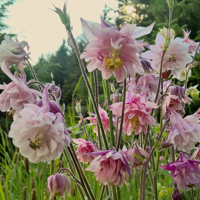 aquilegia, meadow flowers, lisa shambrook, the last krystallos,