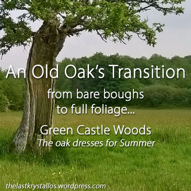 an Old Oaks Transition from bare to leaves, green castle woods, the last krystallos, lisa shambrook,