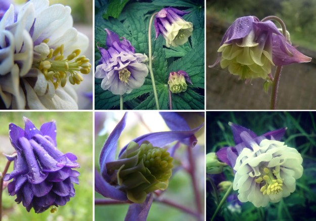 blue aquilegia, lisa shambrook, the last krystallos,
