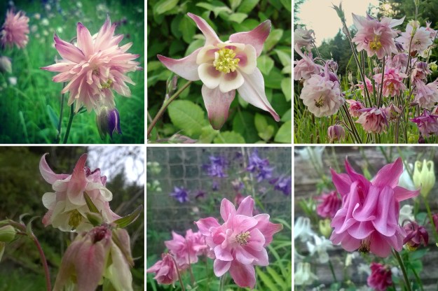pink aquilegia, lisa shambrook, the last krystallos,