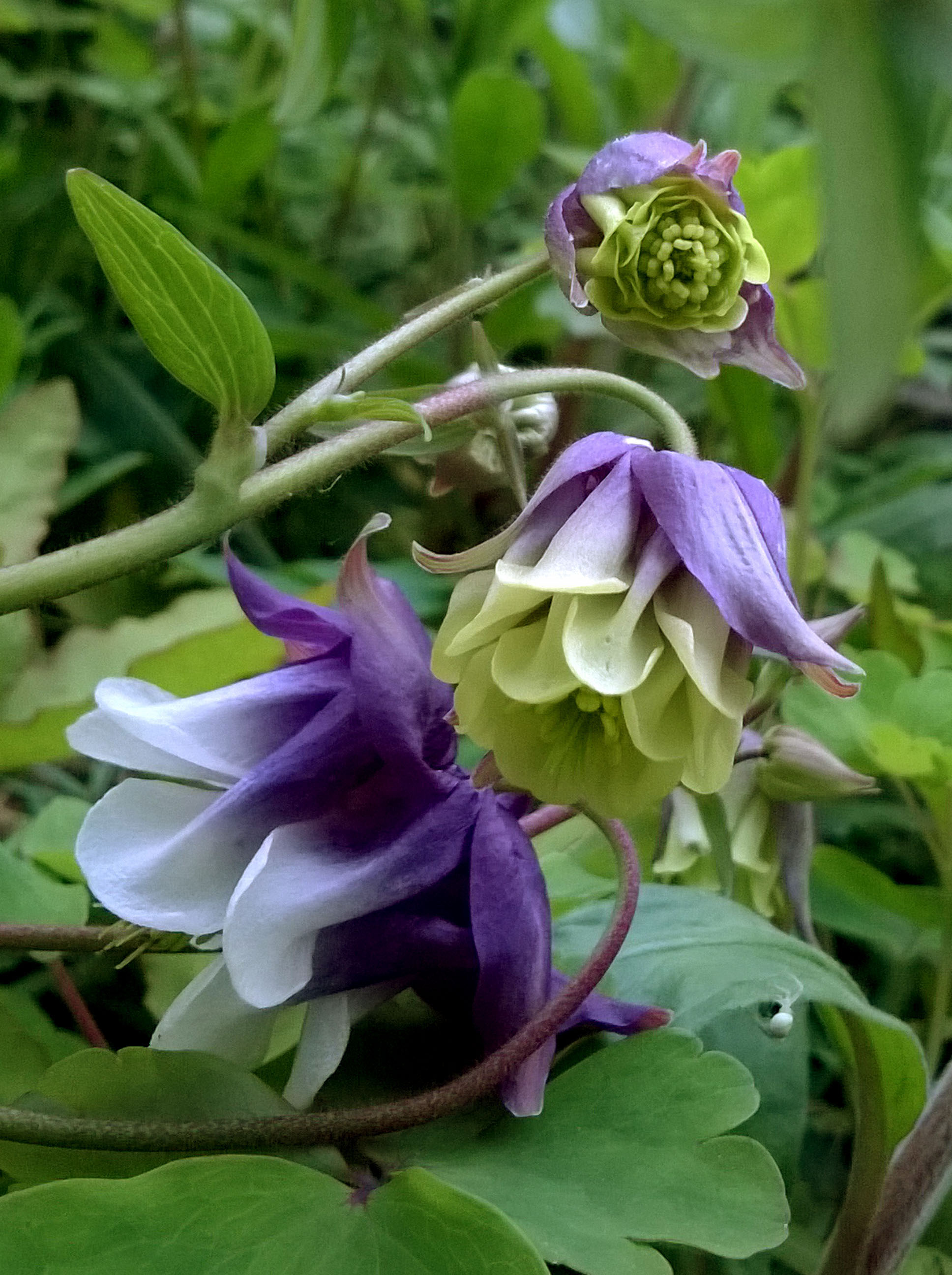 Aquilegia, blue, lisa shambrook, the last krystallos,