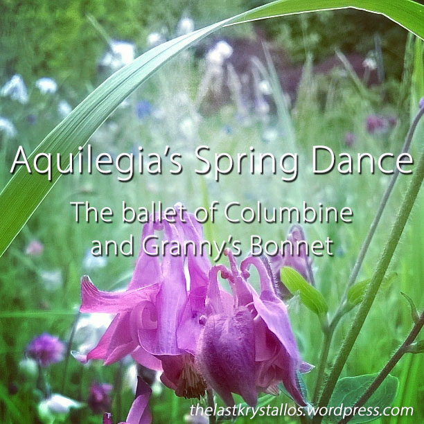 Aquilegia's Spring Dance the Ballet of Columbine and Granny's Bonnet - The Last Krystallos - Lisa Shambrook