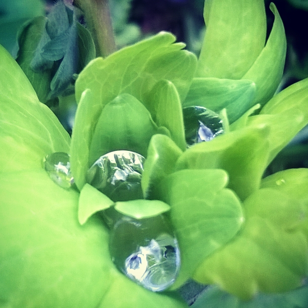diamond raindrops in aquilegia leaves, the last krystallos, lisa shambrook,