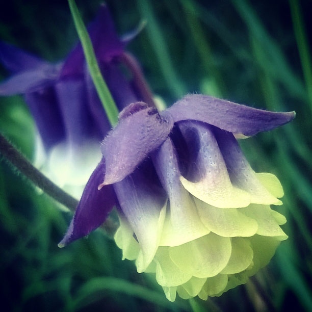 blue aquilegia, blue columbine, lisa shambrook, the last krystallos,