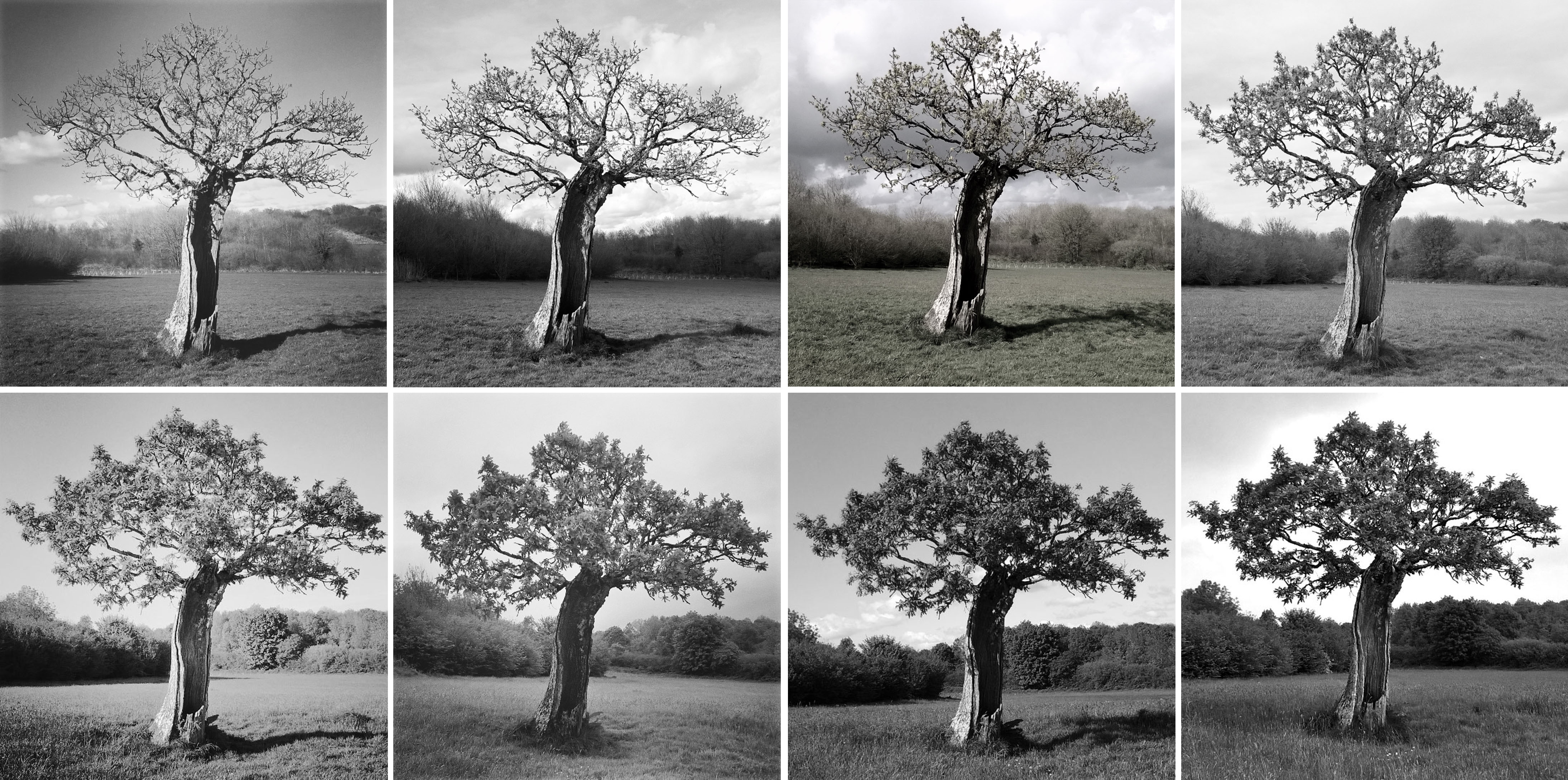 old oak, green castle woods carmarthen, bare to leaves, tree gaining leaves, lisa shambrook