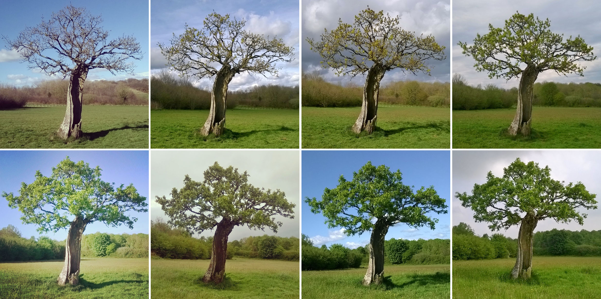 old oak, green castle woods carmarthen, bare to leaves, tree gaining leaves, lisa shambrook