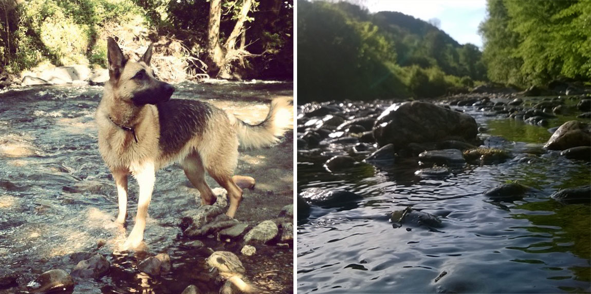 Afon-Gwili-River-Roxy-Dog-the-last-krystallos