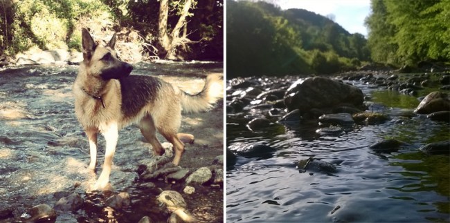 Afon-Gwili-River-Roxy-Dog-the-last-krystallos