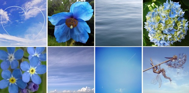 Blue the exact shade of Daddy’s t-shirt… and sky, and the Himalayan poppy, ocean, and hydrangea, and forget-me-nots, and many cloudless skies…