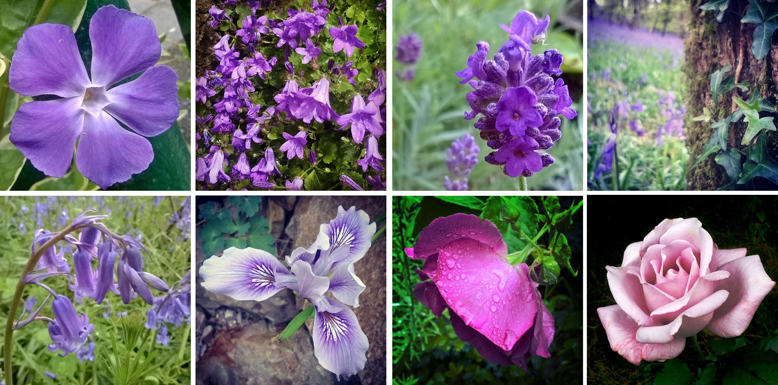Violet like Purple Ted… and Vinca, and campanula, lavender, and bluebells, and irises, and roses…