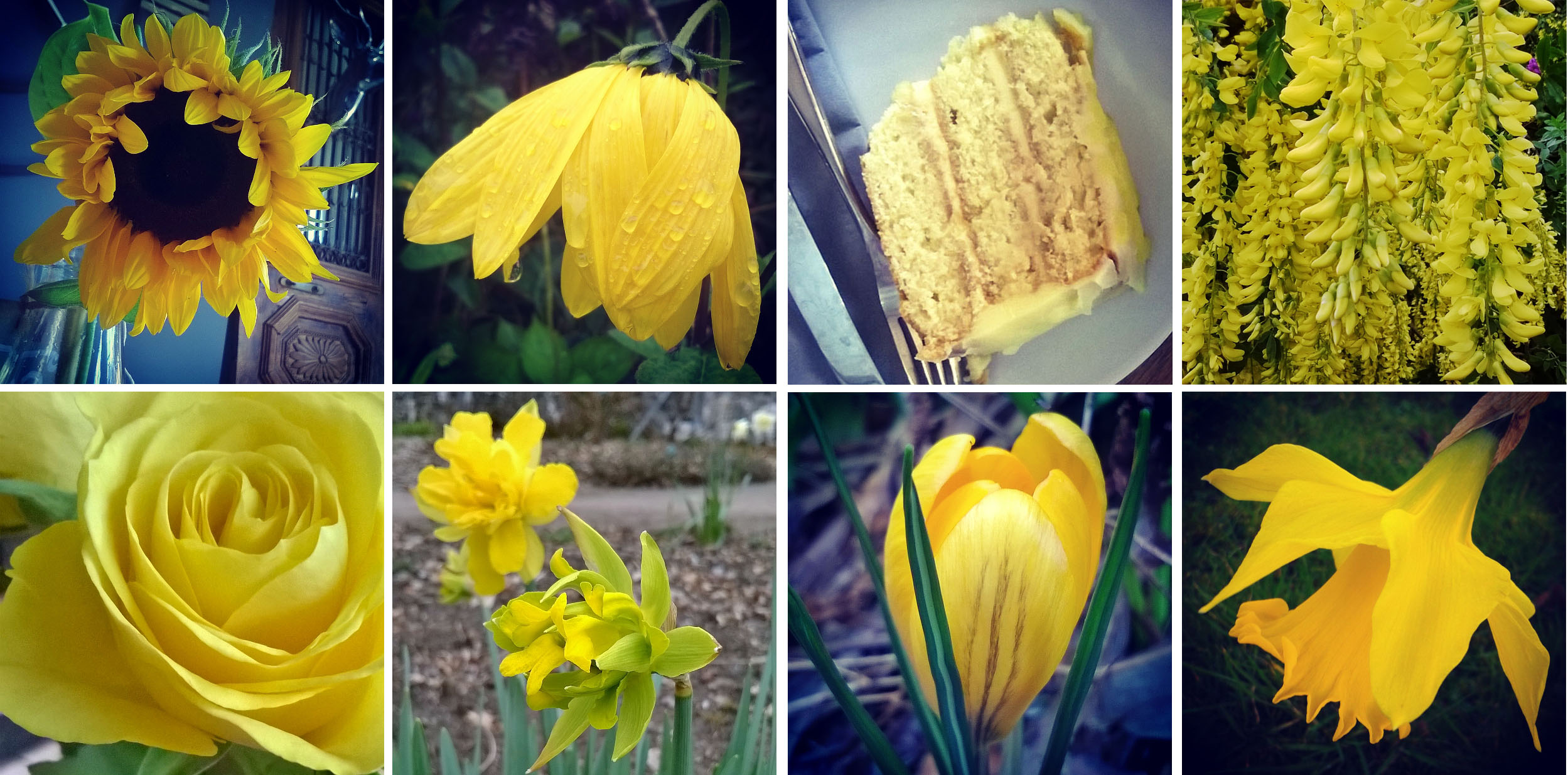 Sunflower Yellow… and sunflowers, and rudbekia, lemon cake, laburnum, and roses, and daffodils, and crocus…