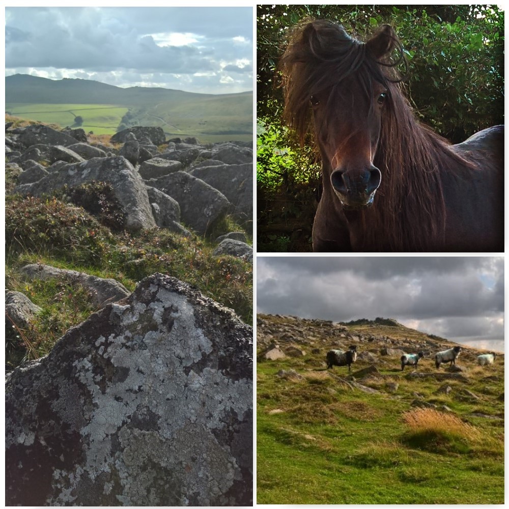 Dartmoor-pony-tors-sheep-the-last-krystallos-aug-2016