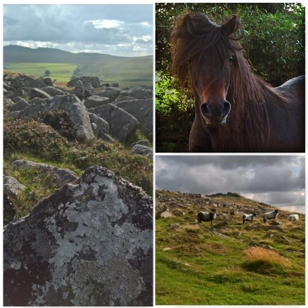 Dartmoor-pony-tors-sheep-the-last-krystallos-aug-2016