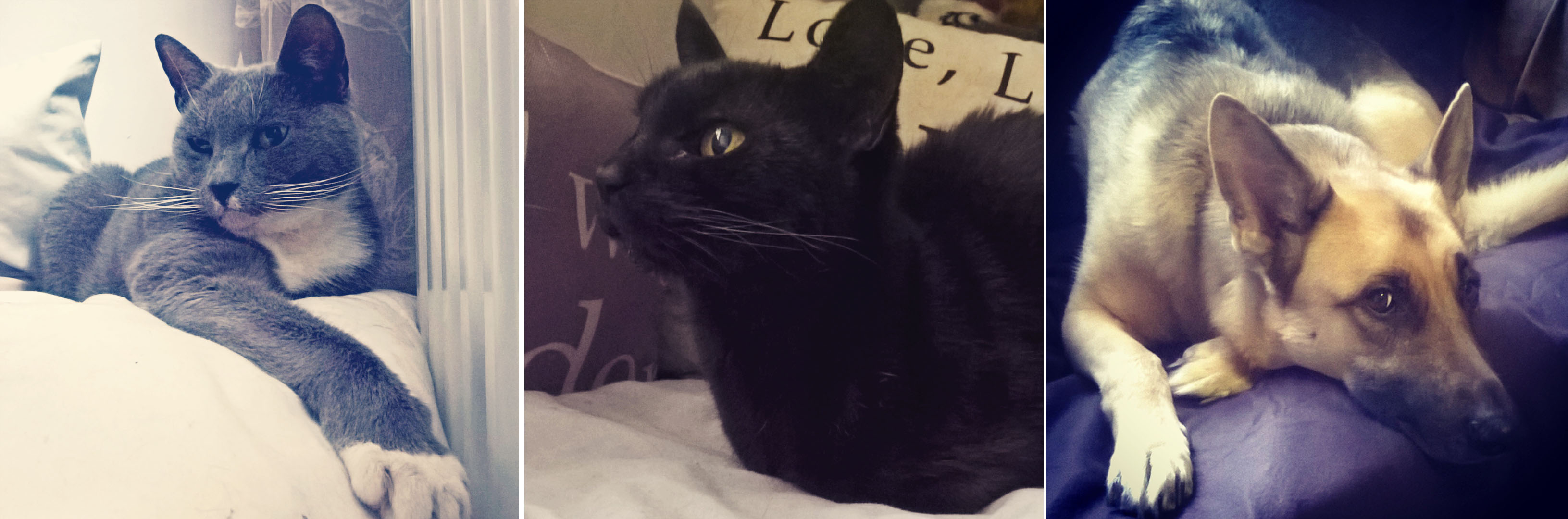 misty-raven-roxy-cats-dog-happy-place-the-last-krystallos