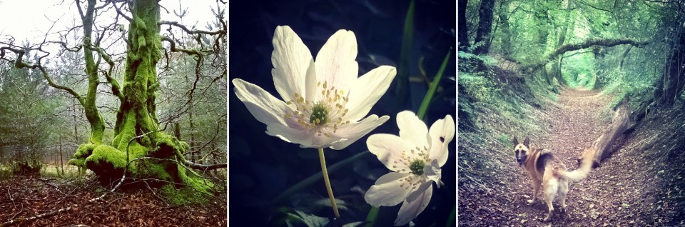 trees-anemones-woodland-happy-place-the-last-krystallos