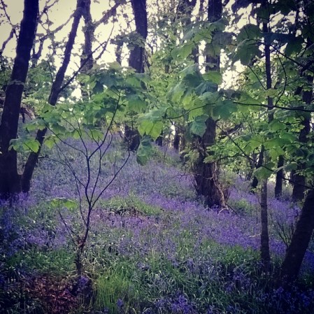 bluebell-walk-greencastle-woods-the-last-krystallos