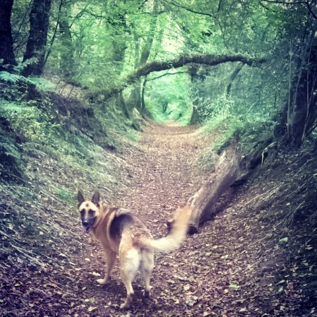 exercising-walking-roxy-the-last-krystallos