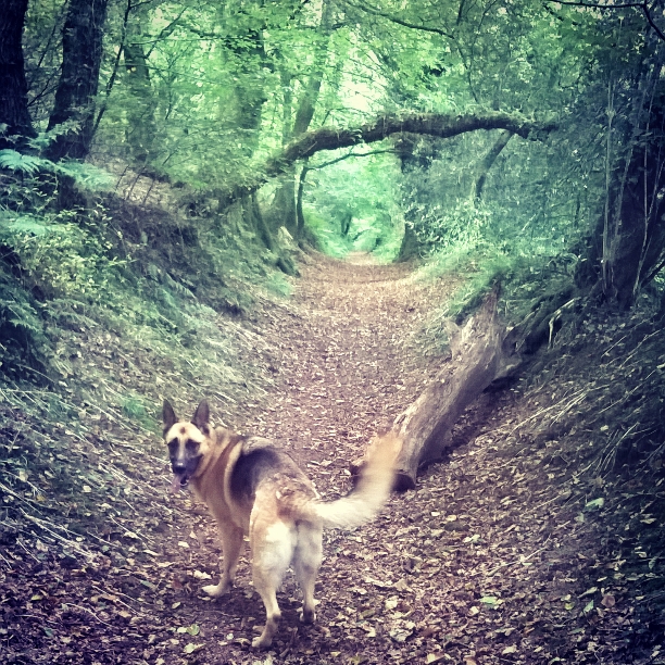 exercising-walking-roxy-the-last-krystallos