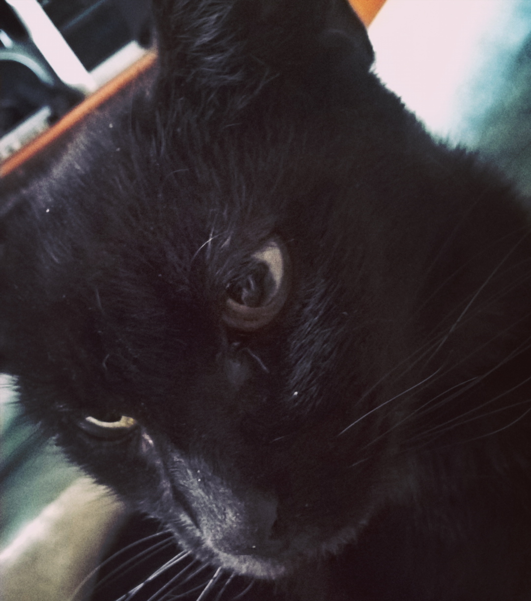 nanowrimo-cat-support-the-last-krystallos