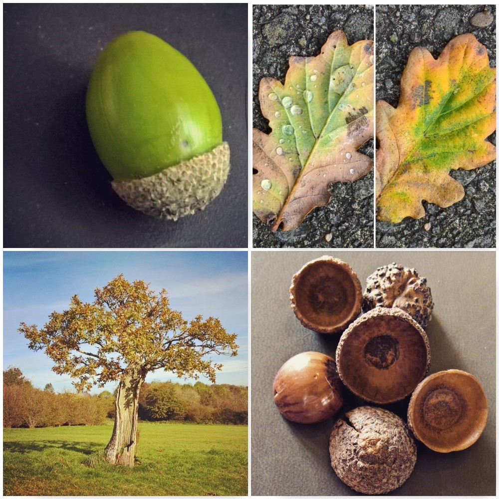 oak-autumn-leaves-the-last-krystallos