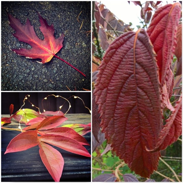 red-autumn-leaves-the-last-krystallos