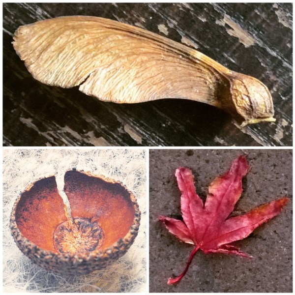 sycamore-helicopter-acorncup-red-leaf-autumn-leaves-the-last-krystallos