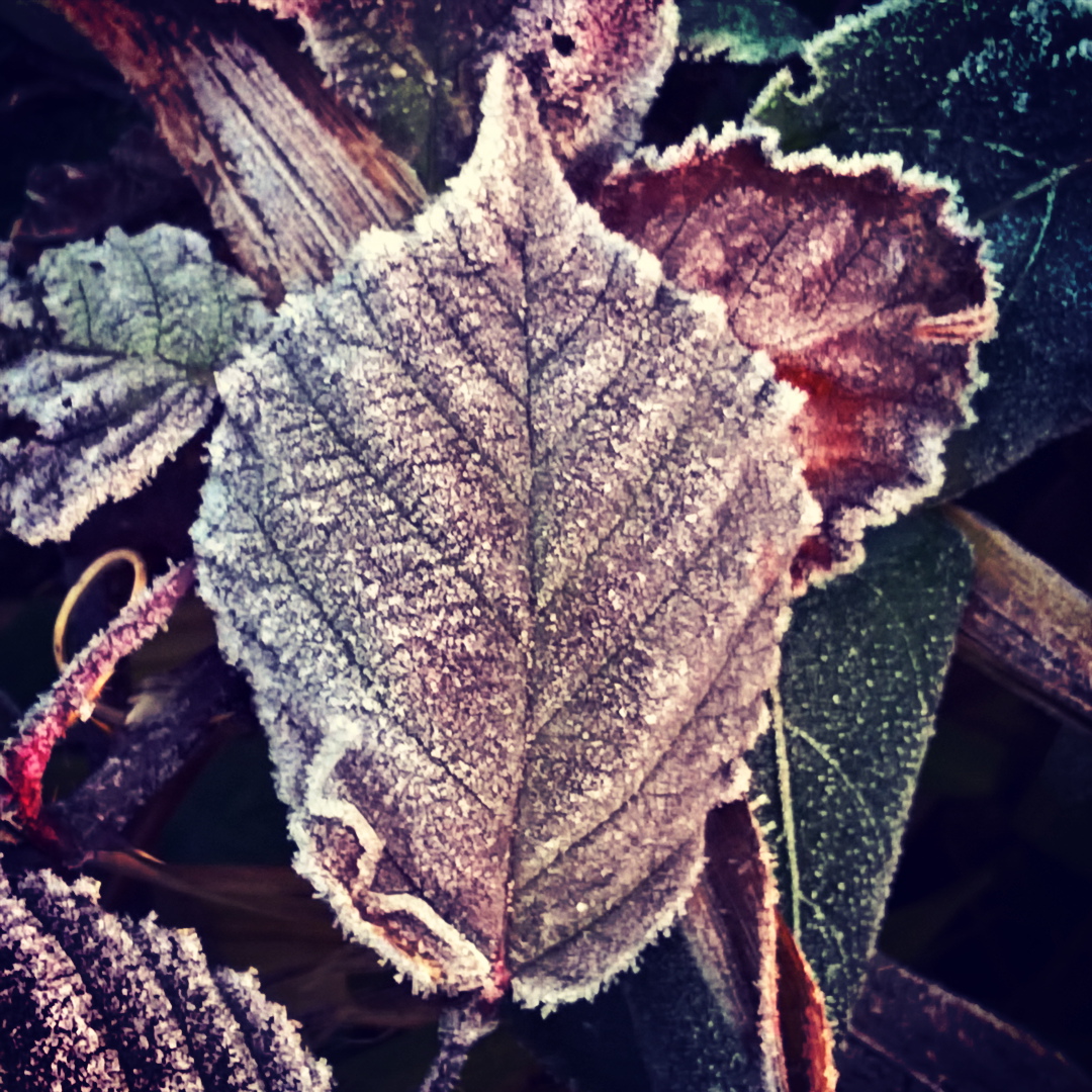 frosted-leaves-the-last-krystallos